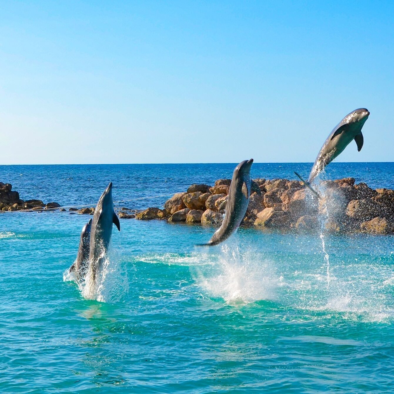 dolphin-cove-jamaica-e1693422589929.jpg